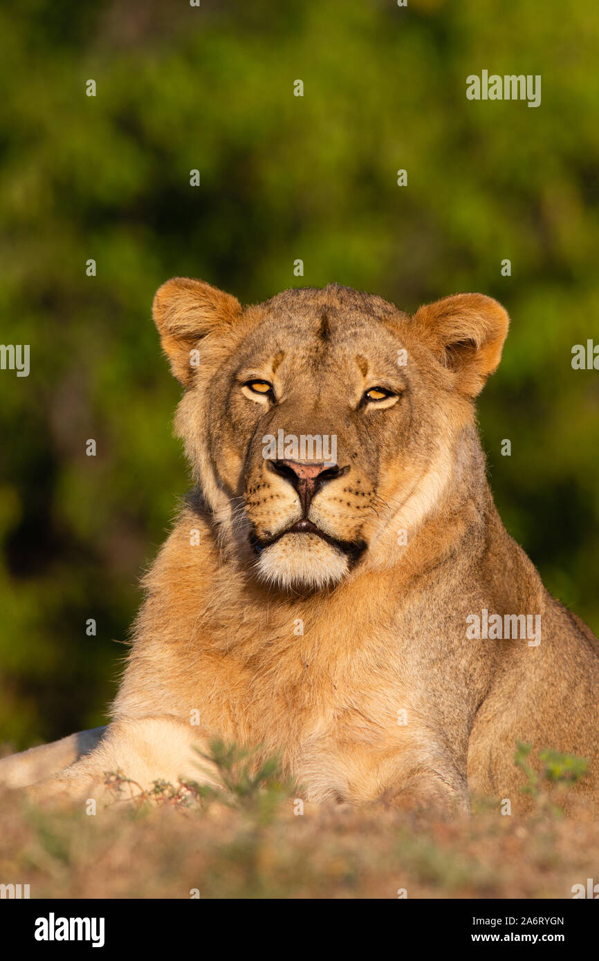 Young Male Lion (Panthera leo) Portrait, Mashatu Game Reserve, Botswana Stock Photo