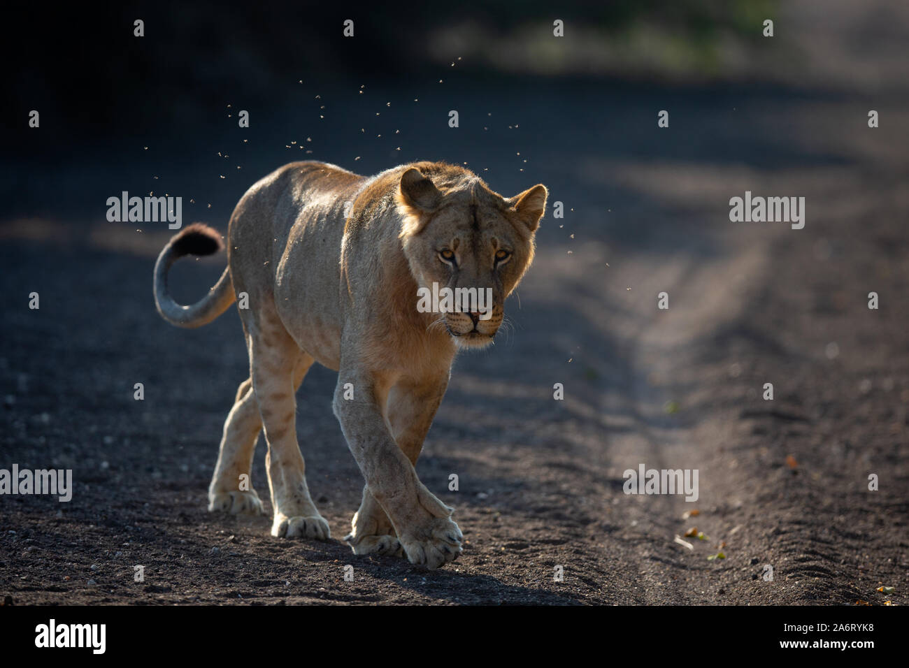 Young Male Lion (Panthera leo) walking in riverbed, photographed with back lighting, Mashatu Game Reserve, Botswana Stock Photo
