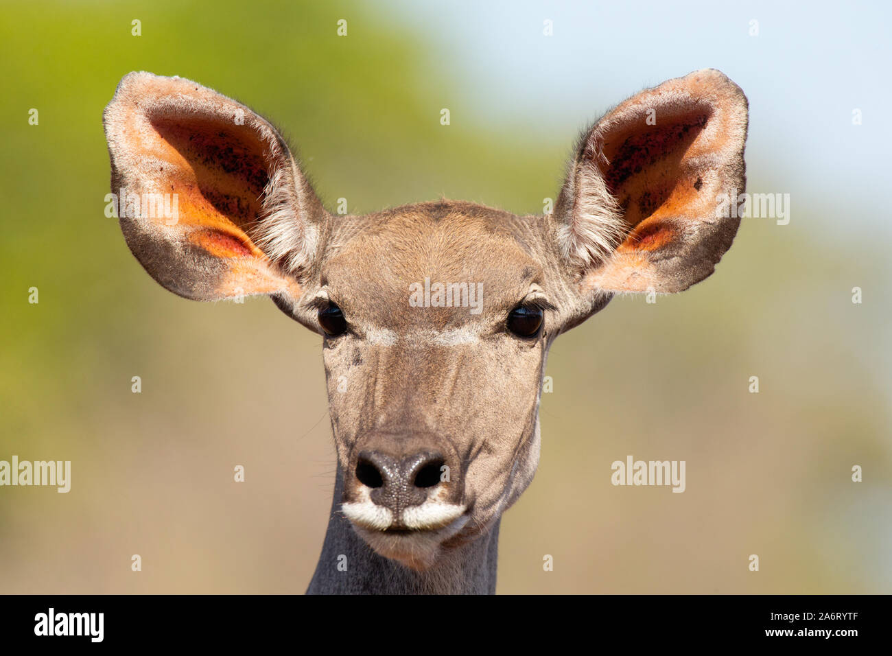 Greater Kudu (Tragelaphus strepsiceros strepsiceros) female Portrait, Karongwe Game Reserve, Limpopo, South Africa Stock Photo