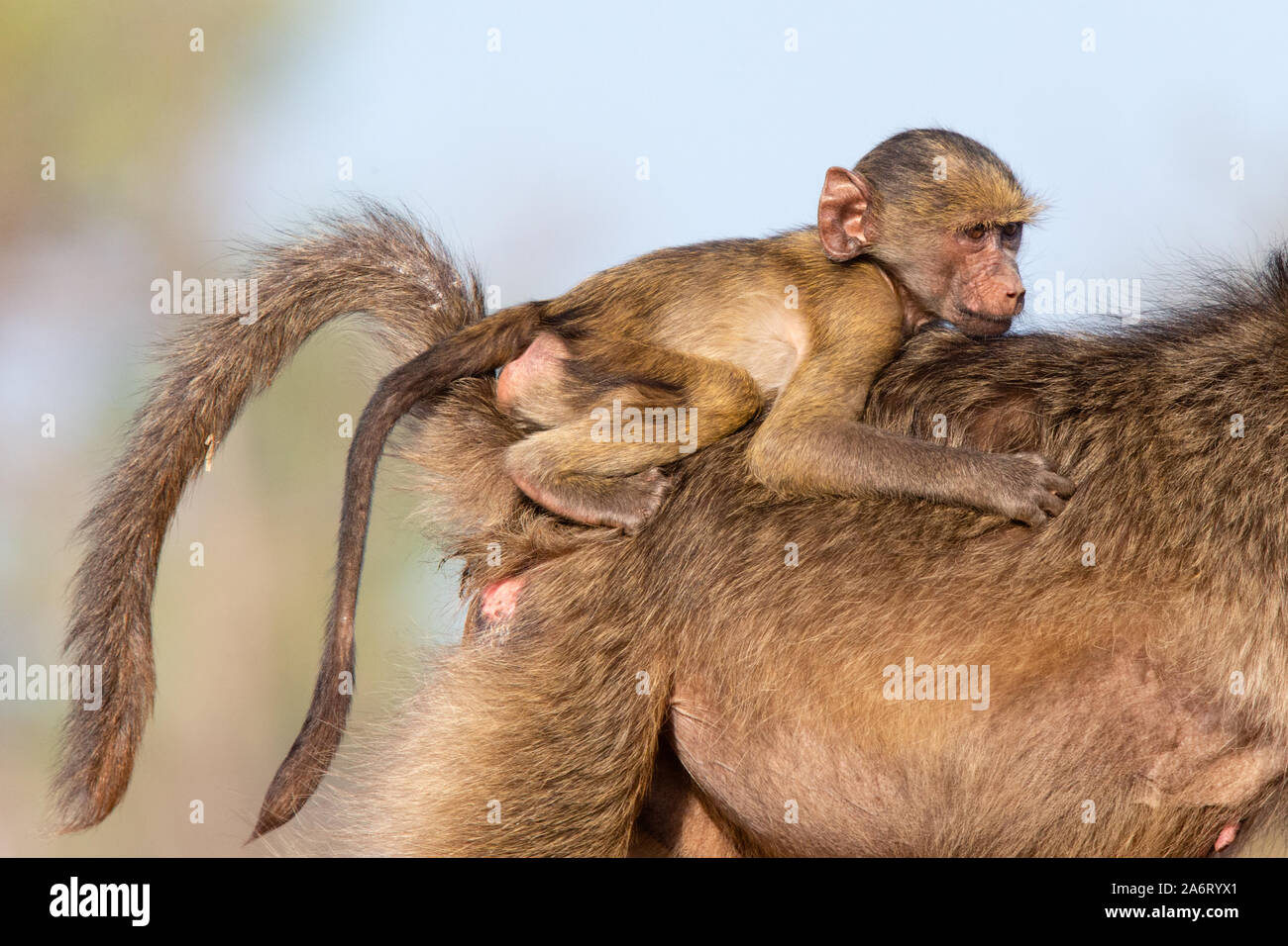 Baby Chacma Baboon (Papio ursinus) riding on mother's back, Karongwe Game Reserve, Limpopo, South Africa Stock Photo