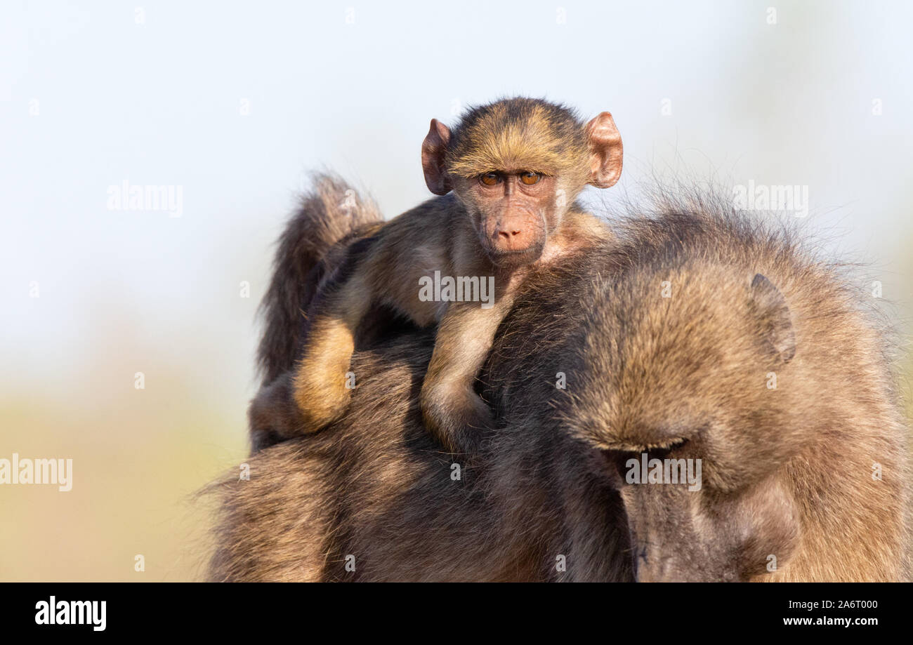 Baby Chacma Baboon (Papio ursinus) riding on mother's back, Karongwe Game Reserve, Limpopo, South Africa Stock Photo