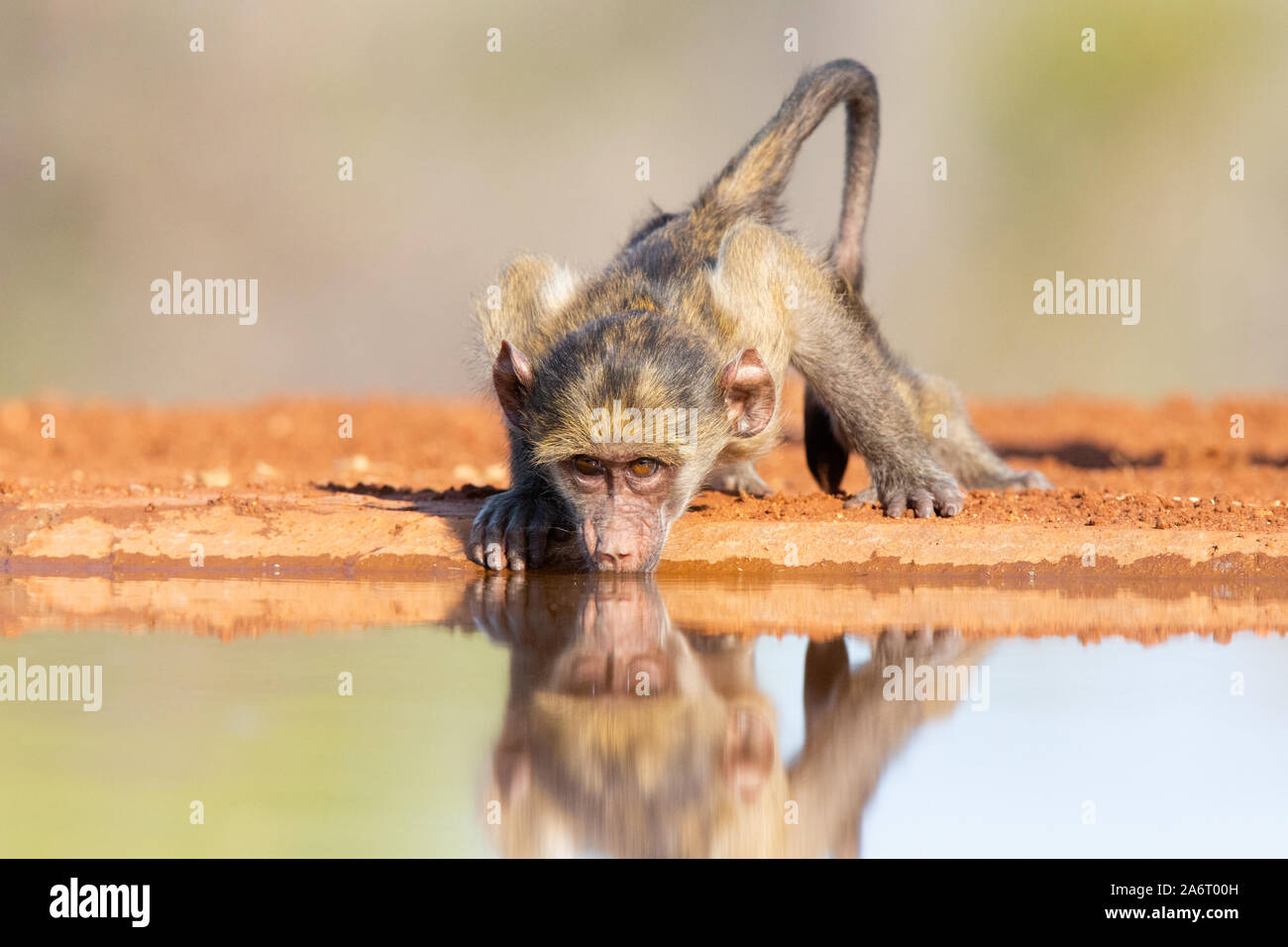 Baby Chacma Baboon (Papio ursinus) drinking water with reflection, Karongwe Game Reserve, Limpopo, South Africa Stock Photo