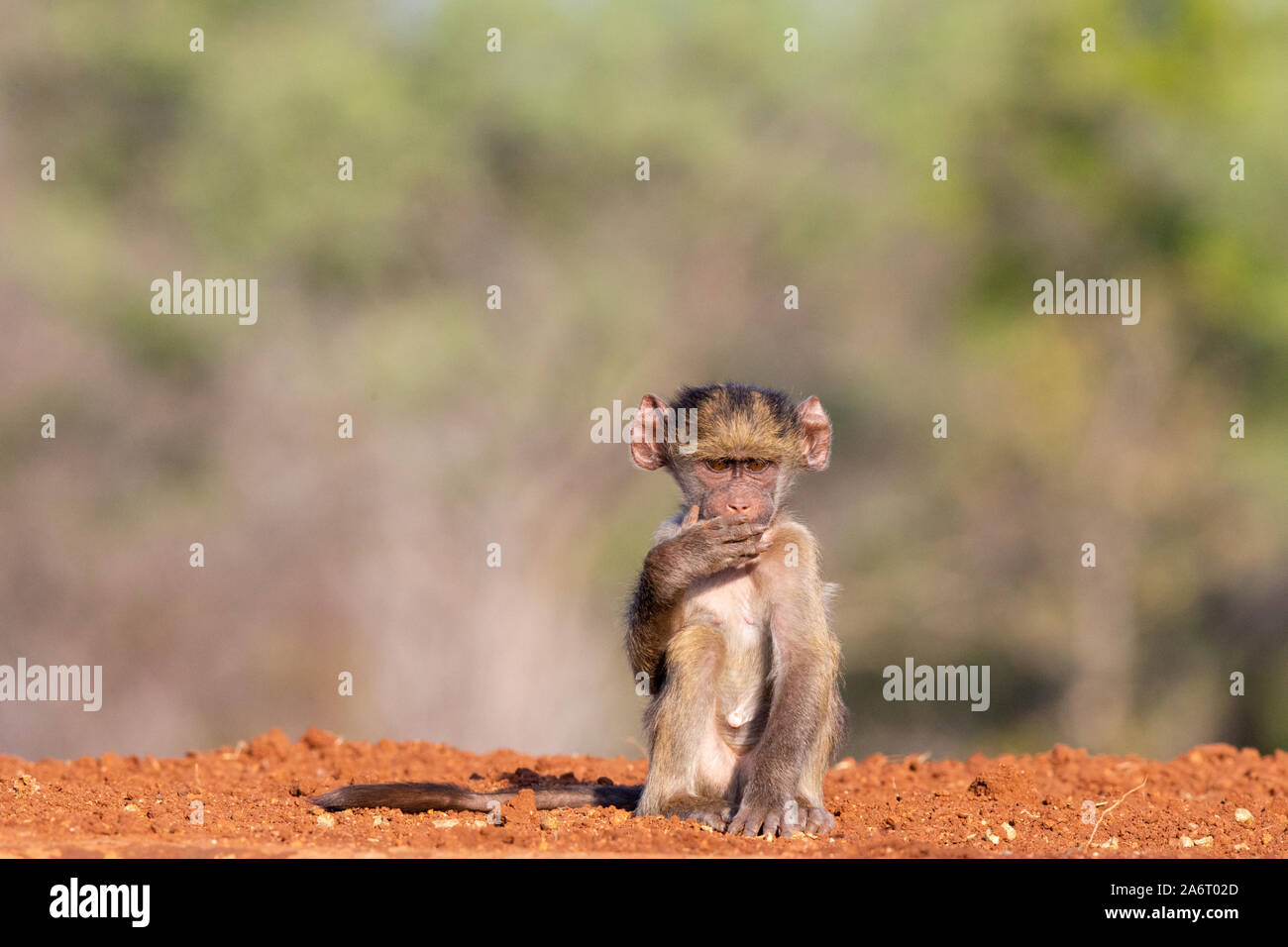 Baby Chacma Baboon (Papio ursinus) sitting with one hand in front of mouth, Karongwe Game Reserve, Limpopo, South Africa Stock Photo