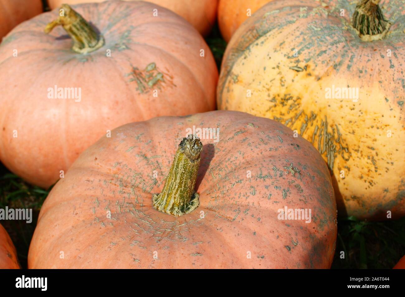 The picture shows many beautiful pumpkins in the garden Stock Photo - Alamy