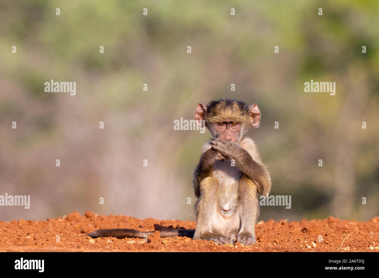 Baby Chacma Baboon (Papio ursinus) sitting with both hands in front of mouth, Karongwe Game Reserve, Limpopo, South Africa Stock Photo
