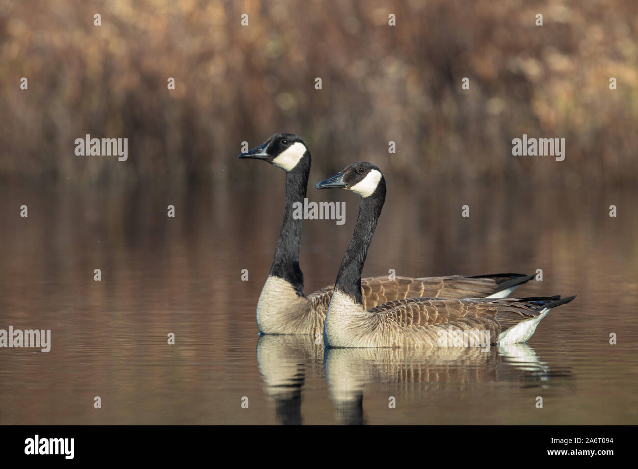 Canada goose flughafen zürich Clearance