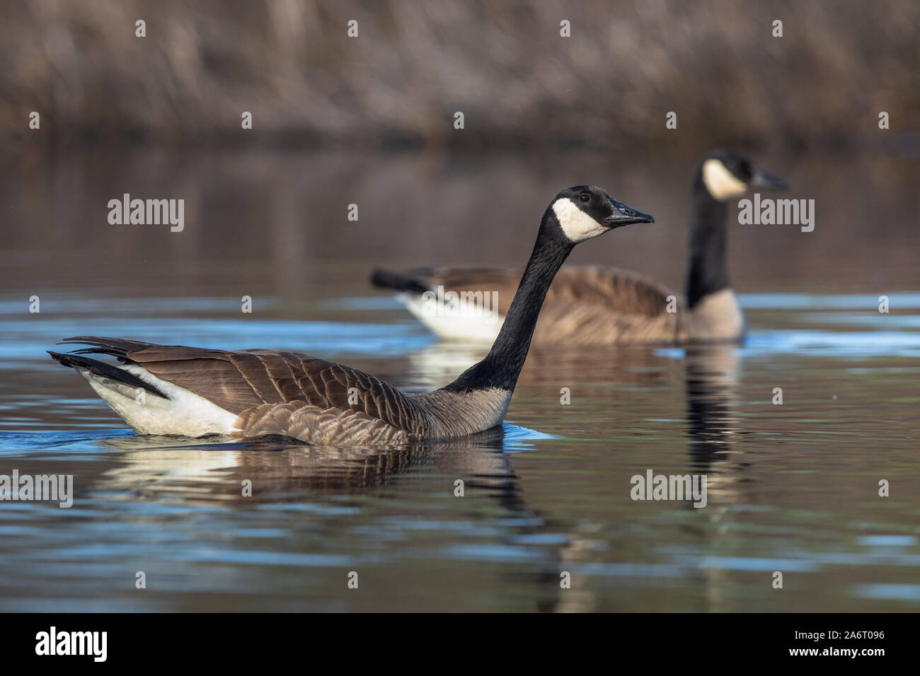 Canada goose flughafen zürich Clearance