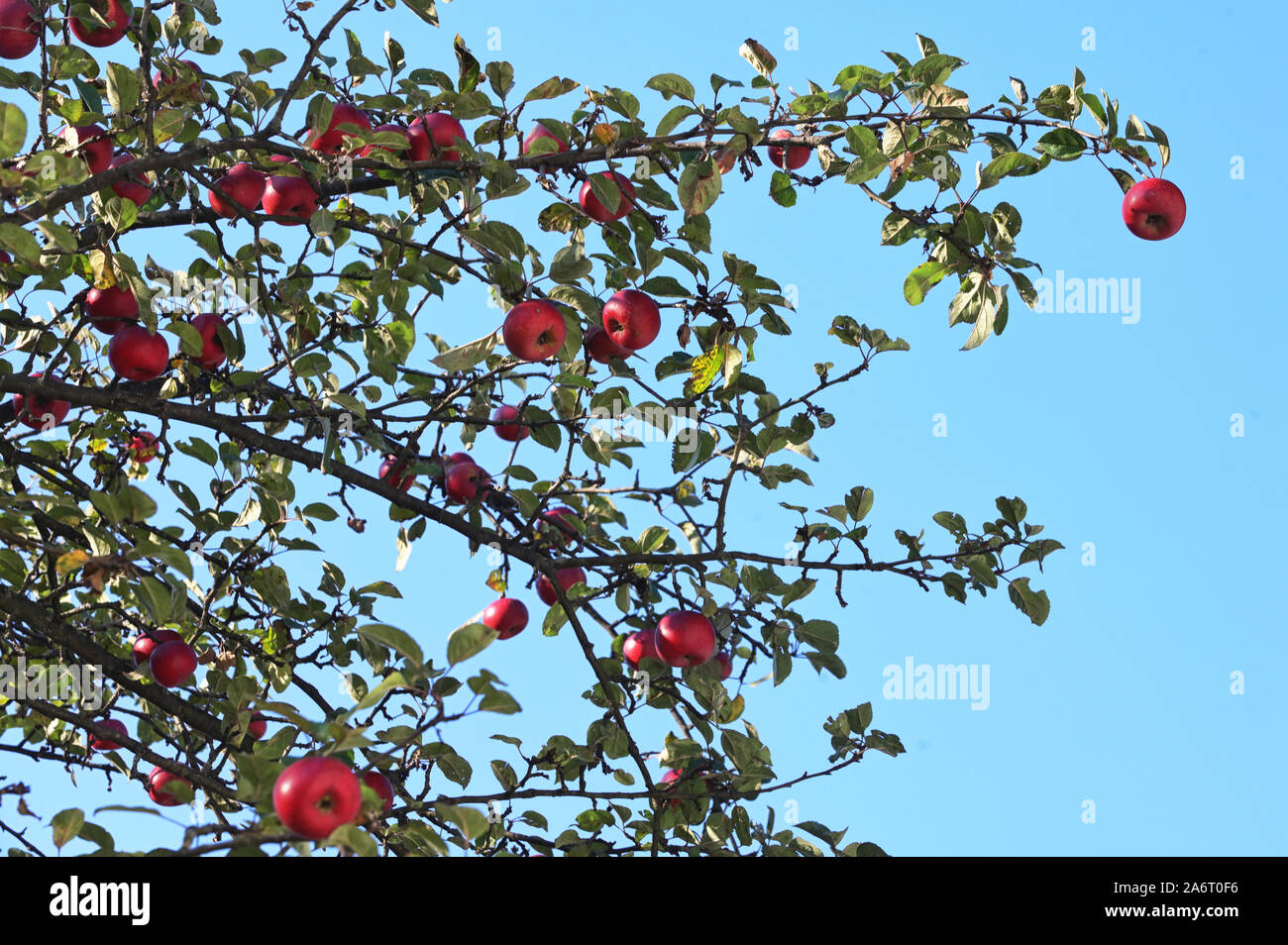 Red Ripe Apples On An Apple Tree Branch Stock Photo - Alamy