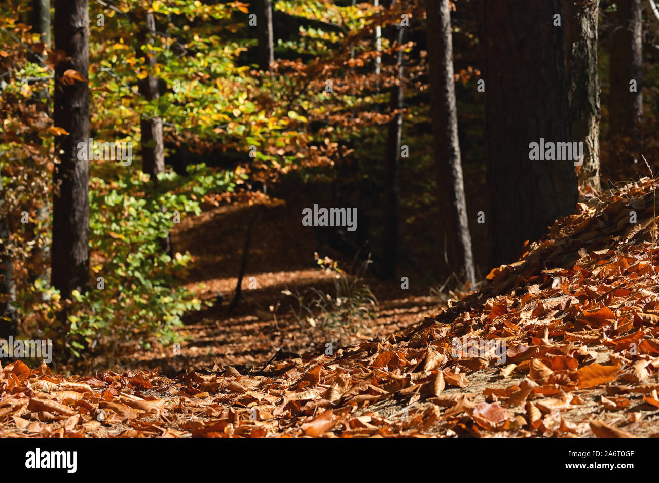 A Forest Of Tall Trees At Autumn Sun With Long Shadows Stock Photo