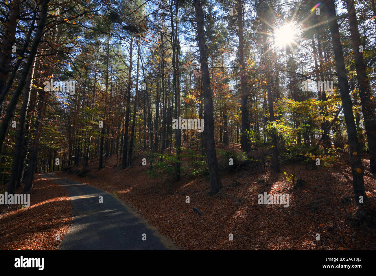 Empty Country Road Through Autumn Forest Stock Photo