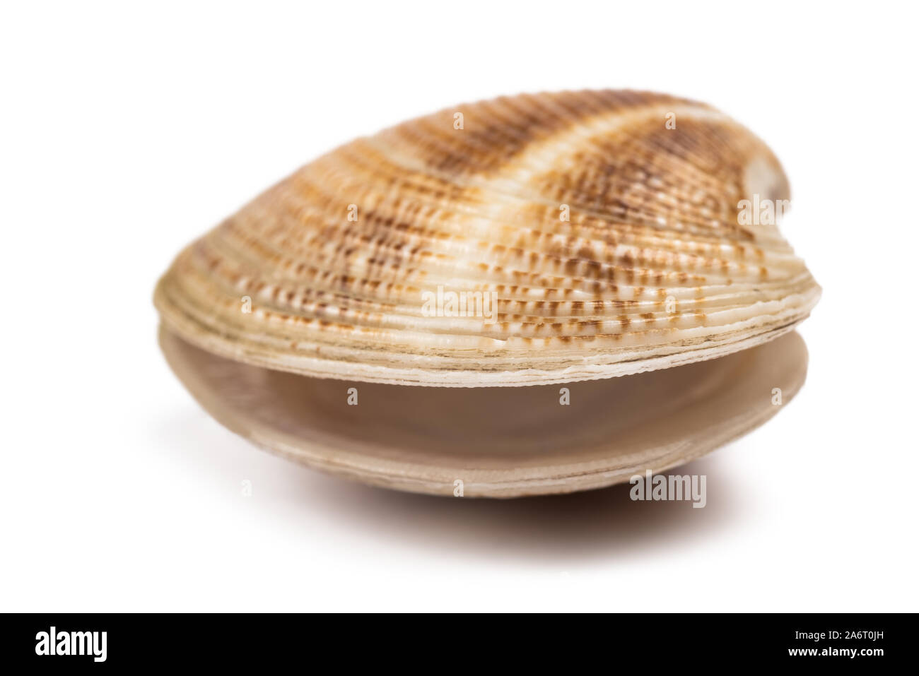 Open clam isolated on white background Stock Photo