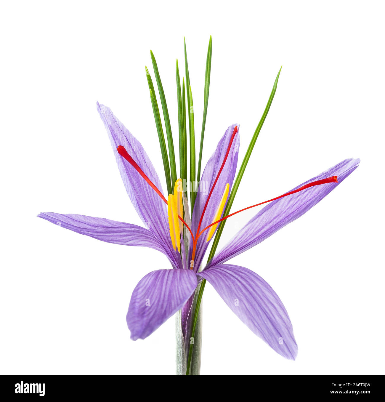 Saffron crocus sativus stigmas hires stock photography and images Alamy