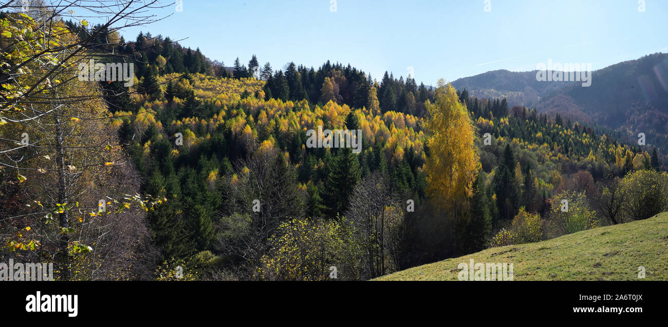 Sunny Autumn Forest on Romanian Mountain Stock Photo