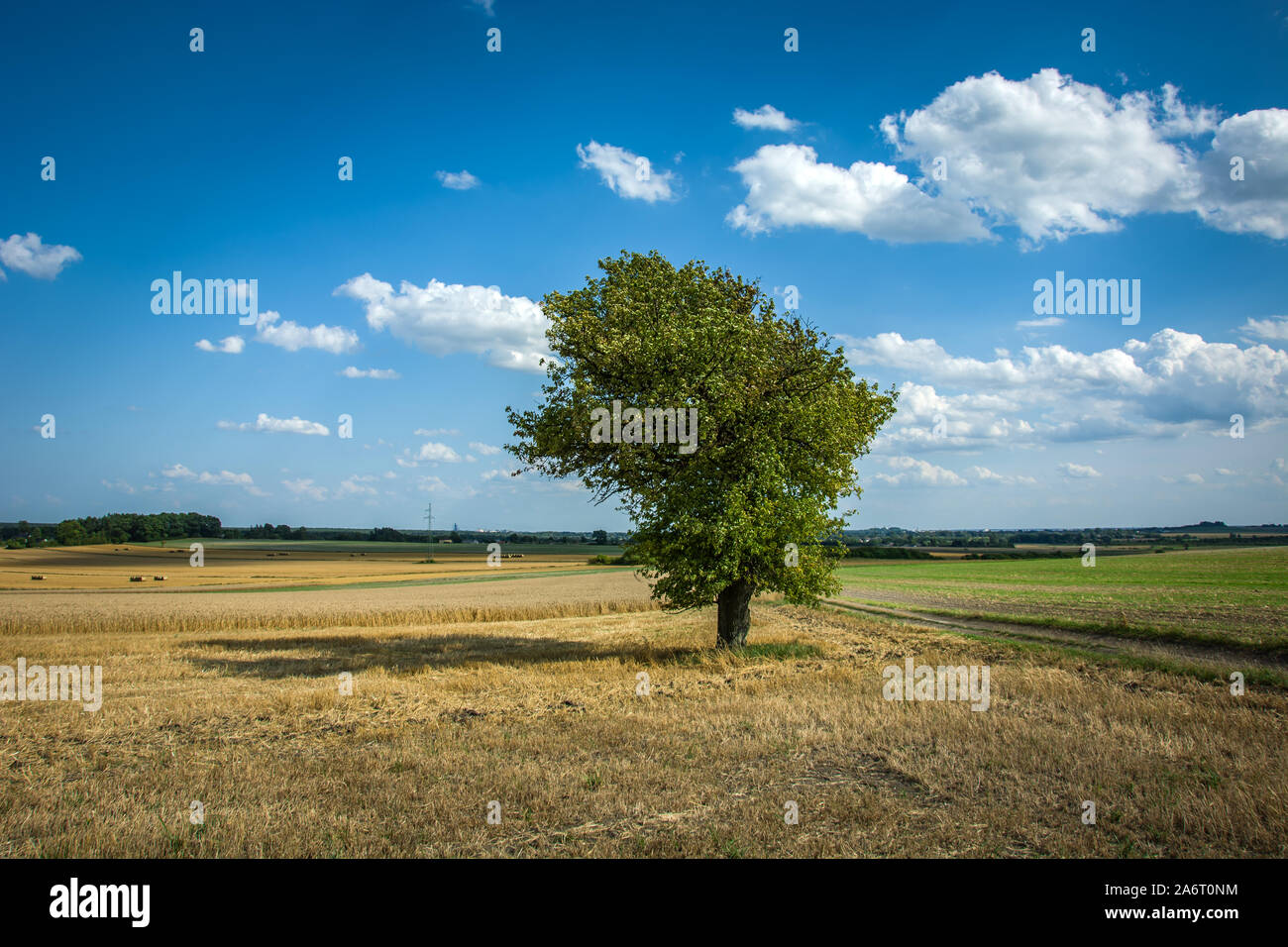 Large green tree growing in a field, clouds and blue sky Stock Photo