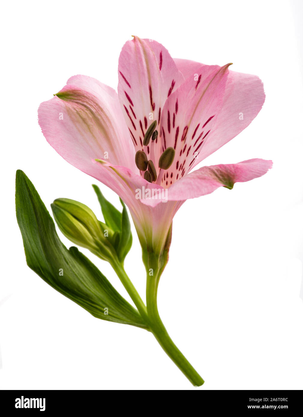 Peruvian lily ( Alstroemeria ) isolated on white background Stock Photo
