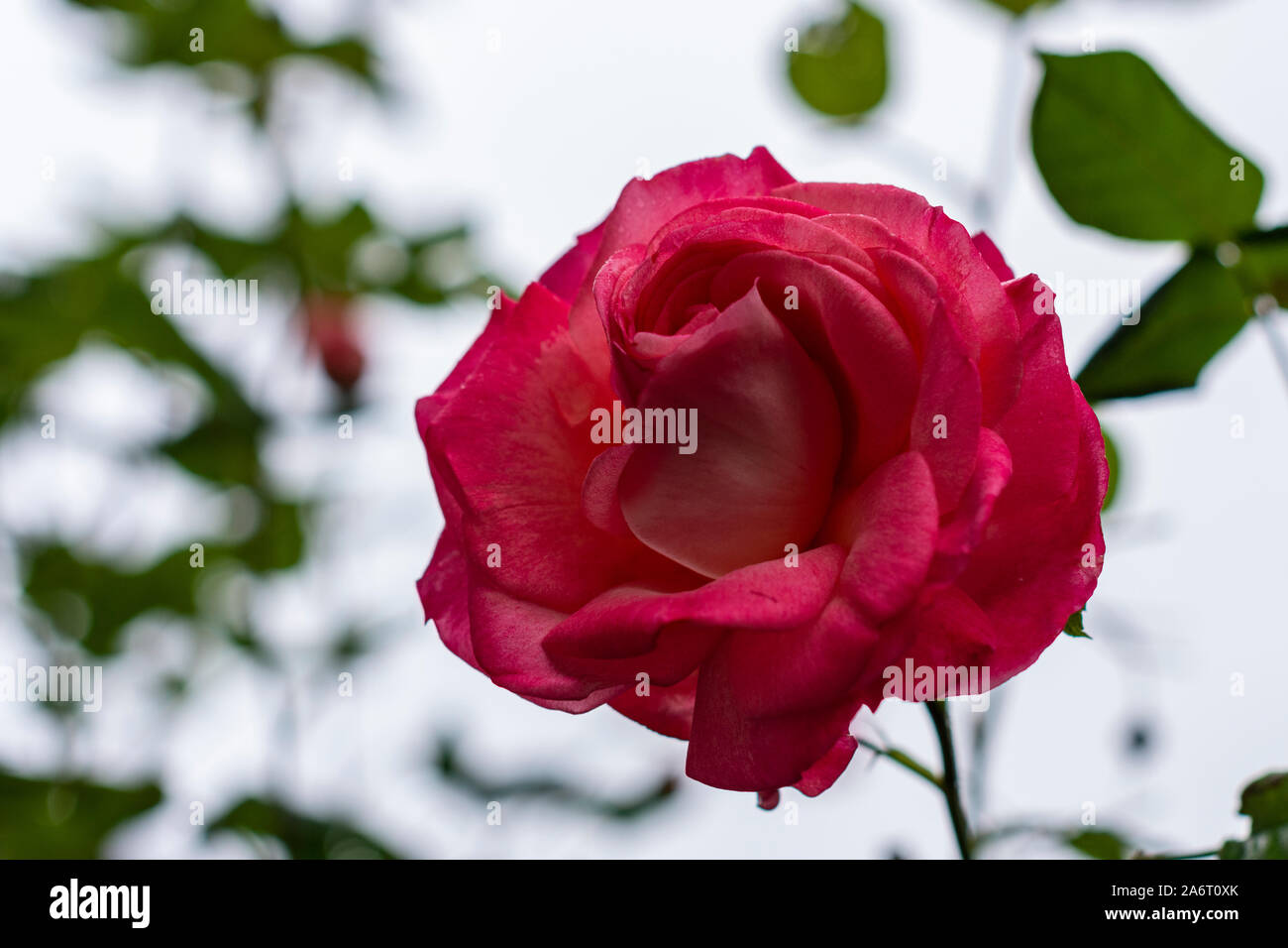 Red rose with green leaf out of focus in background, picture from Wernberg Austria. Stock Photo