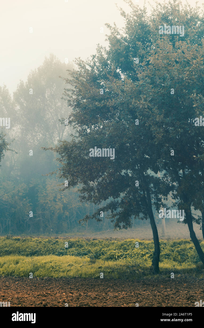 Countryside autumn landscape, trees in a foggy day, natural background ...