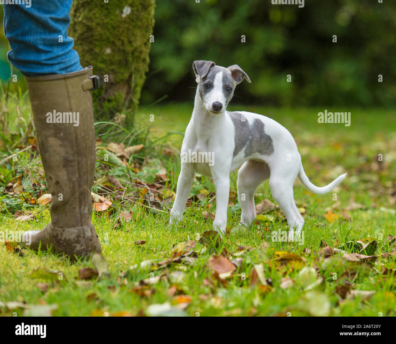 pedigree whippets for sale
