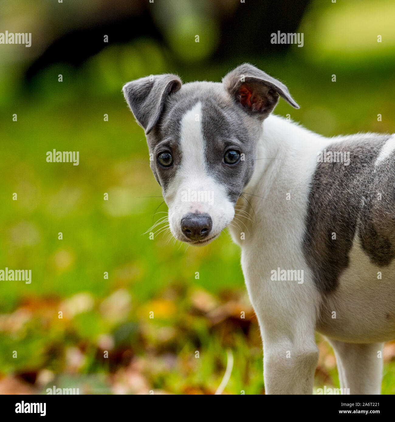 pedigree whippet puppy Stock Photo Alamy