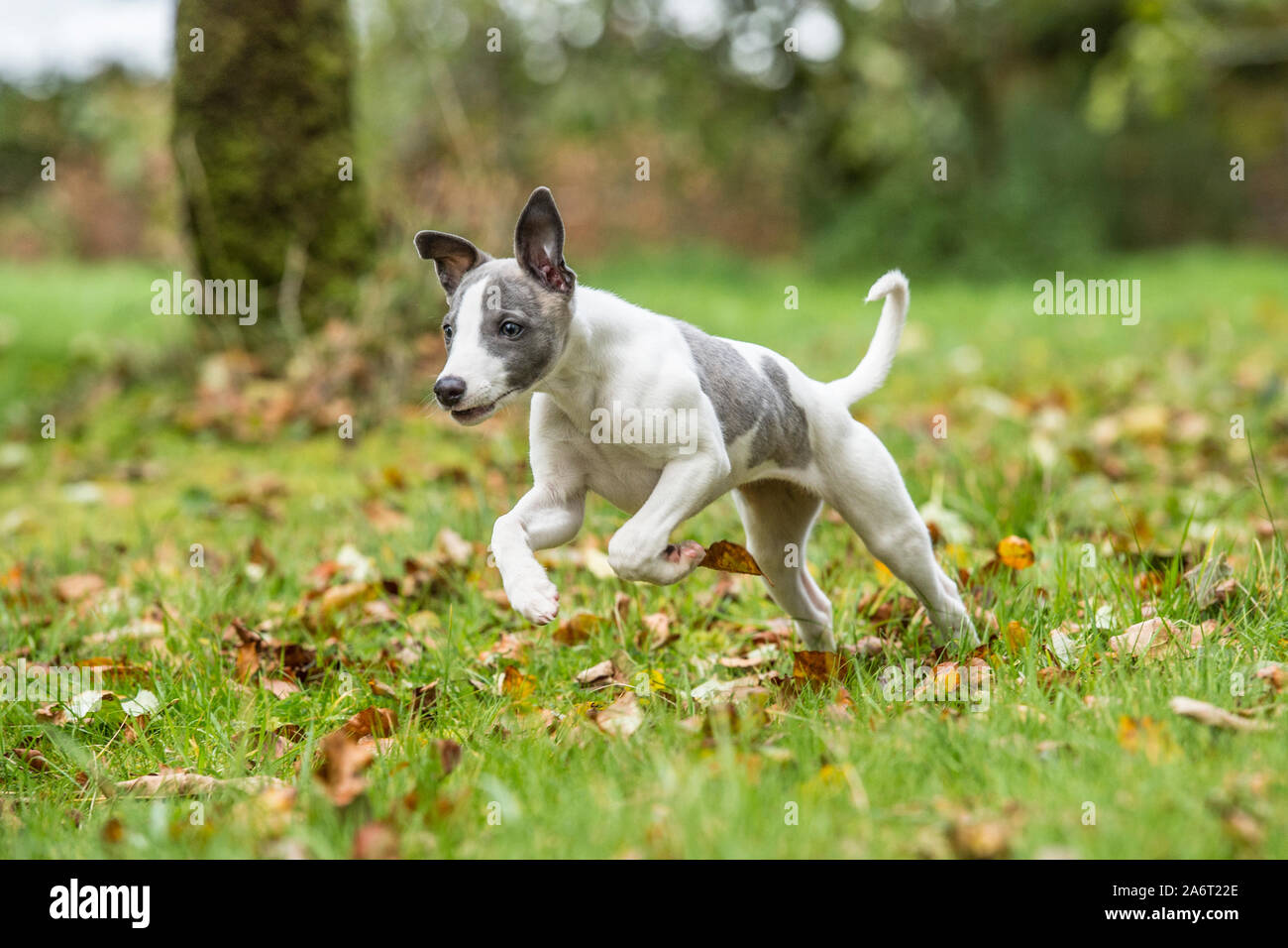 My Chihuahua Whippet Mix Tulip Minnie Wallace., image size:1300x956