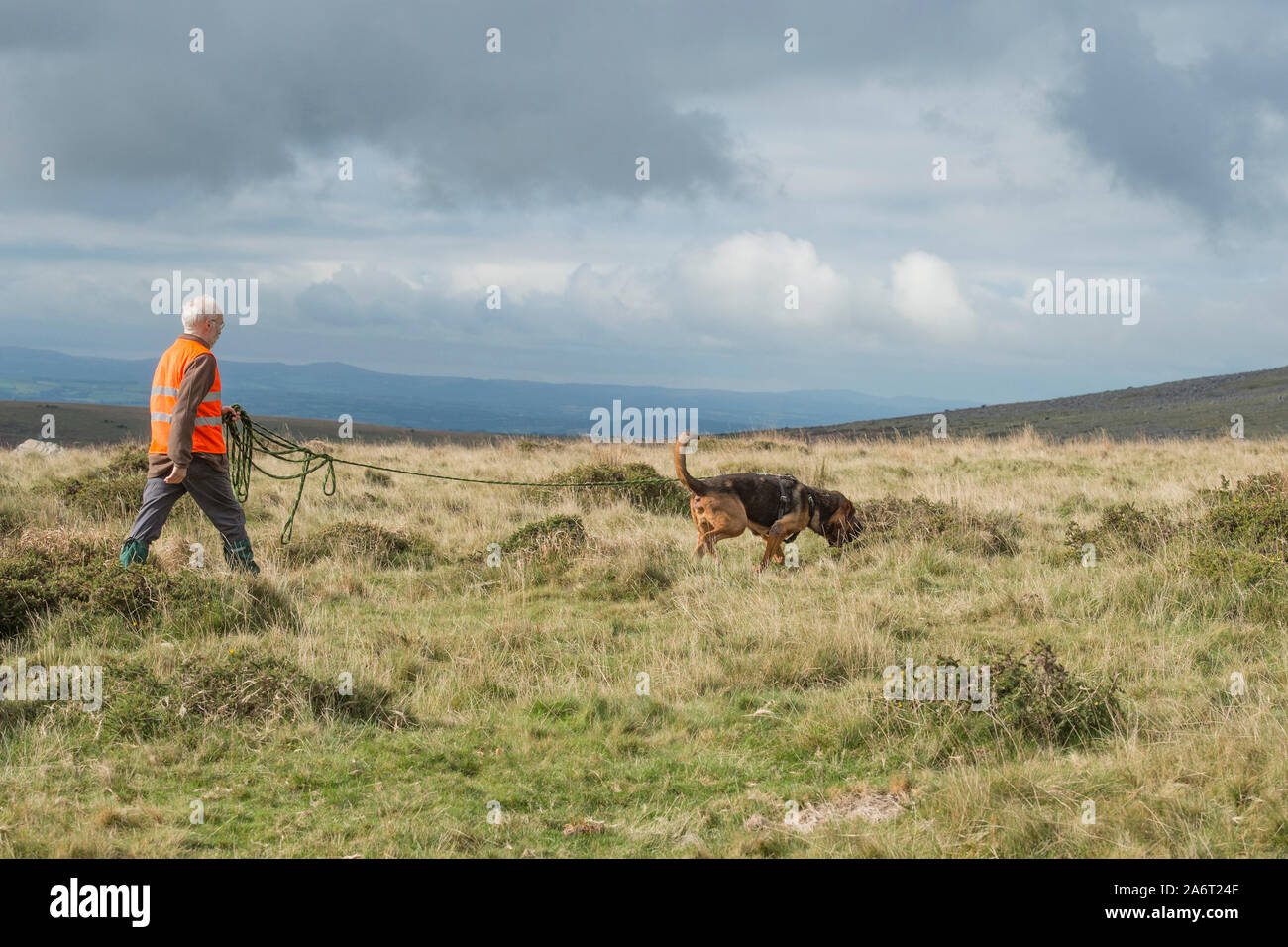 man tracking with bloodhound Stock Photo