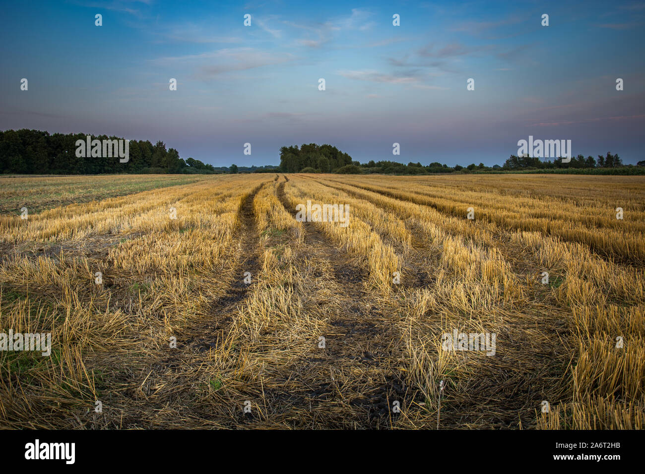 Traces of wheels on the field, horizon and colorful evening sky Stock Photo