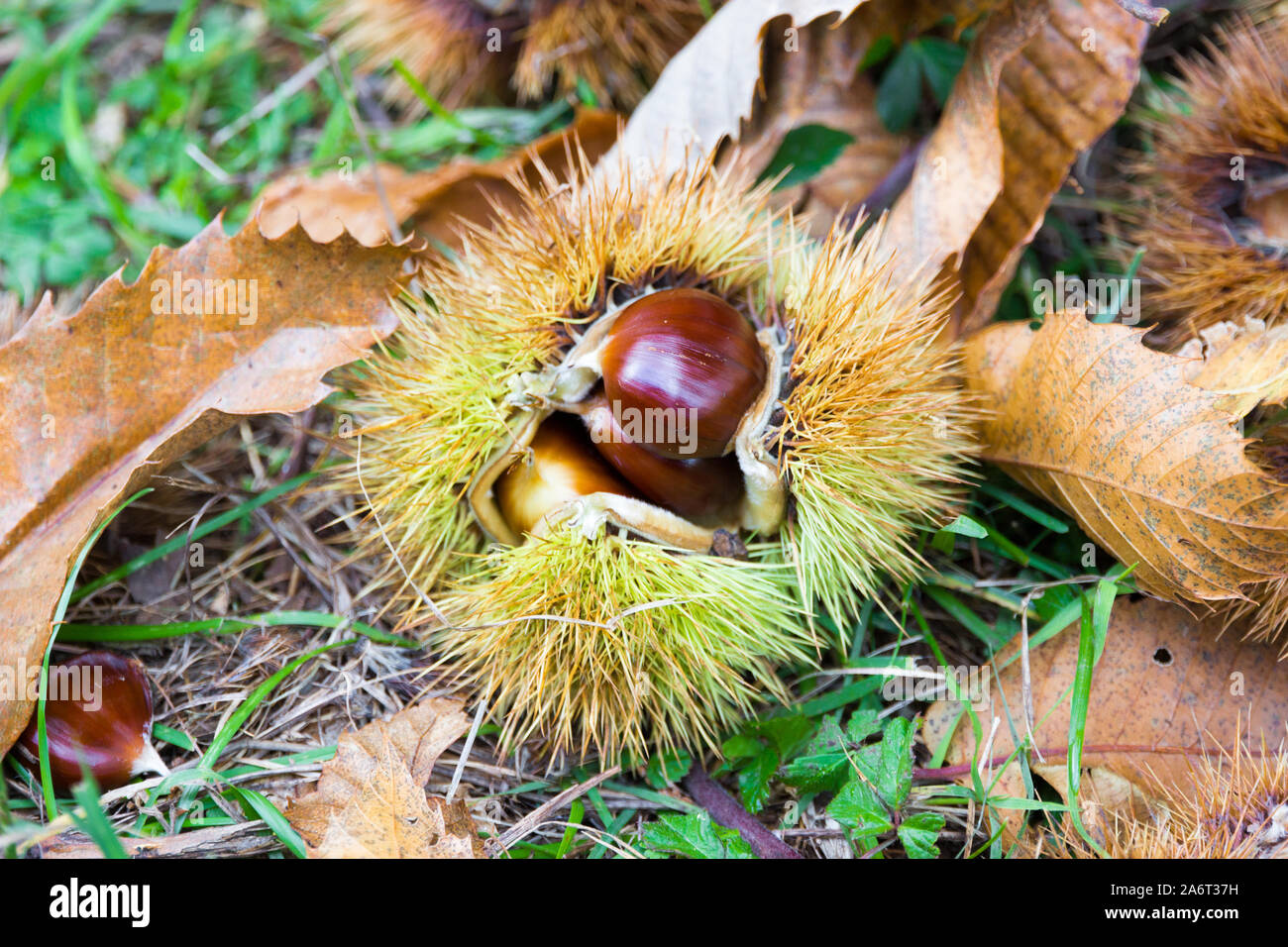 Chestnuts in the burr on the ground in the Mediterranean scrub in Tuscany, Italy Stock Photo