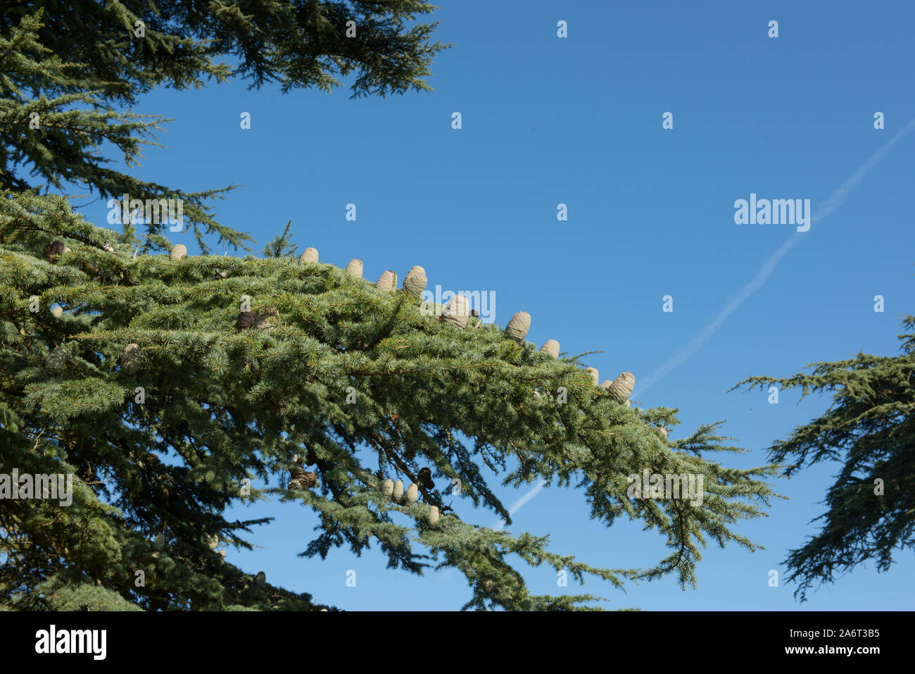 Lebanon Cedar or Cedar of Lebanon (Cedrus Libani) Evergreen Conifer Tree Stock Photo