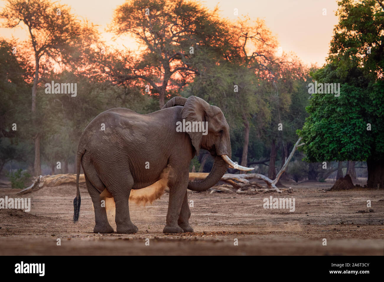 African Bush Elephant - Loxodonta africana in Mana Pools National Park in Zimbabwe, standing in the green forest and eating or looking for leaves. Stock Photo