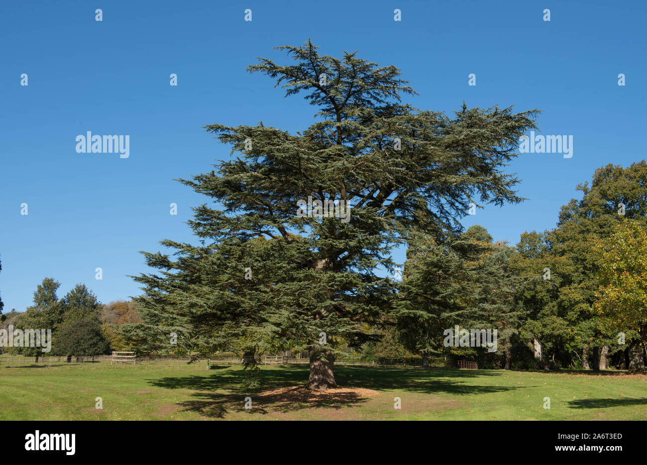 Lebanon Cedar or Cedar of Lebanon (Cedrus Libani) Evergreen Conifer Tree Stock Photo