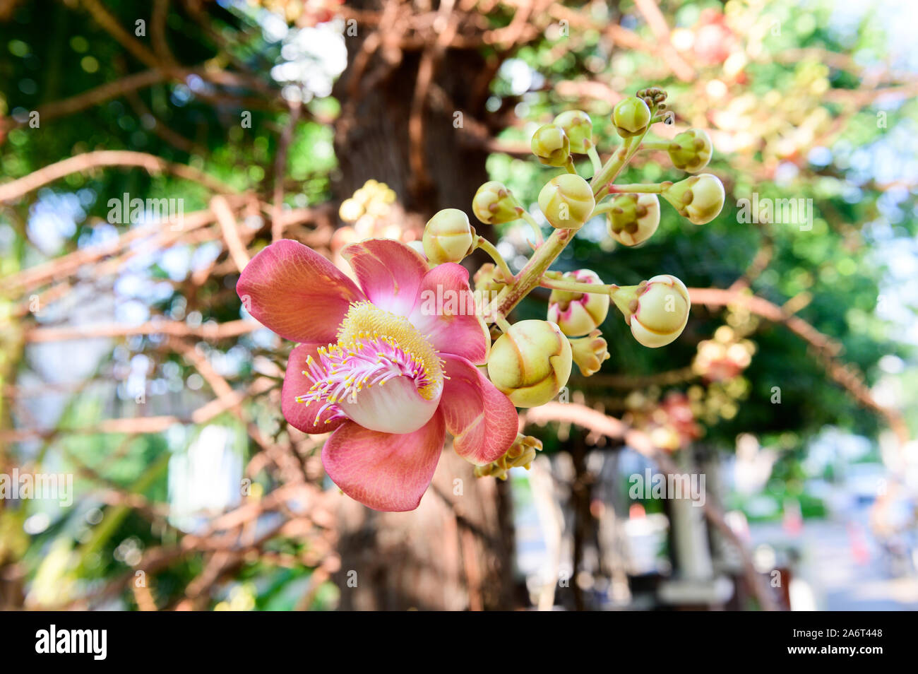 Shorea robusta or Cannonball flower from the tree Stock Photo