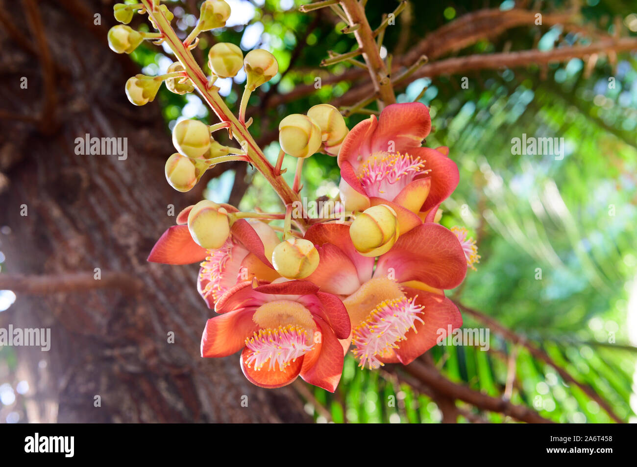 Sala flora or Shorea robusta flower on Cannonball tree Stock Photo