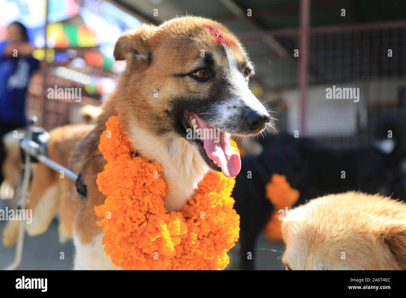 Kukur Tihar (dog festival) celebrate in Kathmandu during the Tihar festival in 27 Oct. 2019. Stock Photo