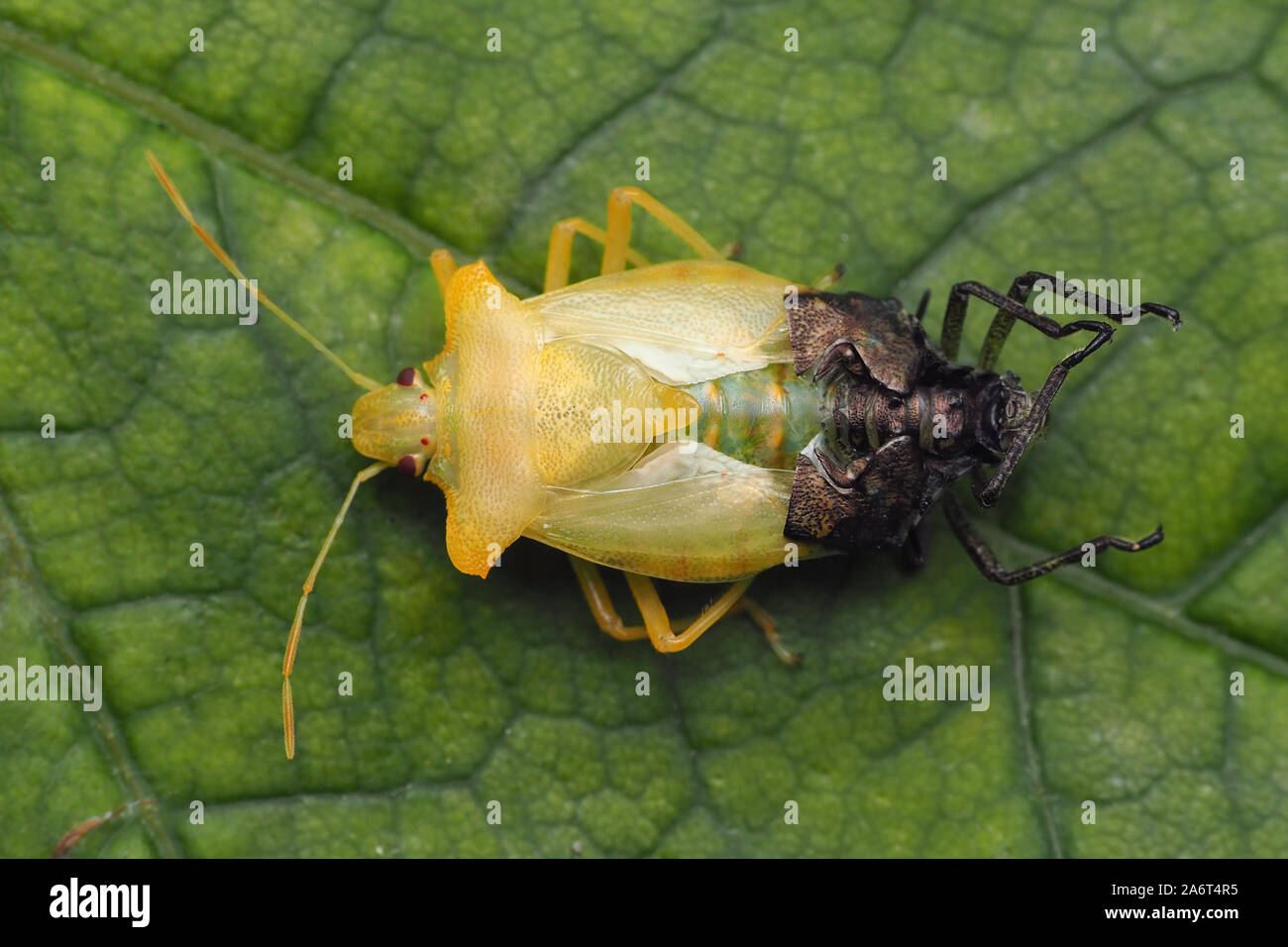 Top down view of an emerging adult Forest Shieldbug (Pentatoma rufipes) on sycamore leaf. Kerry, Ireland Stock Photo