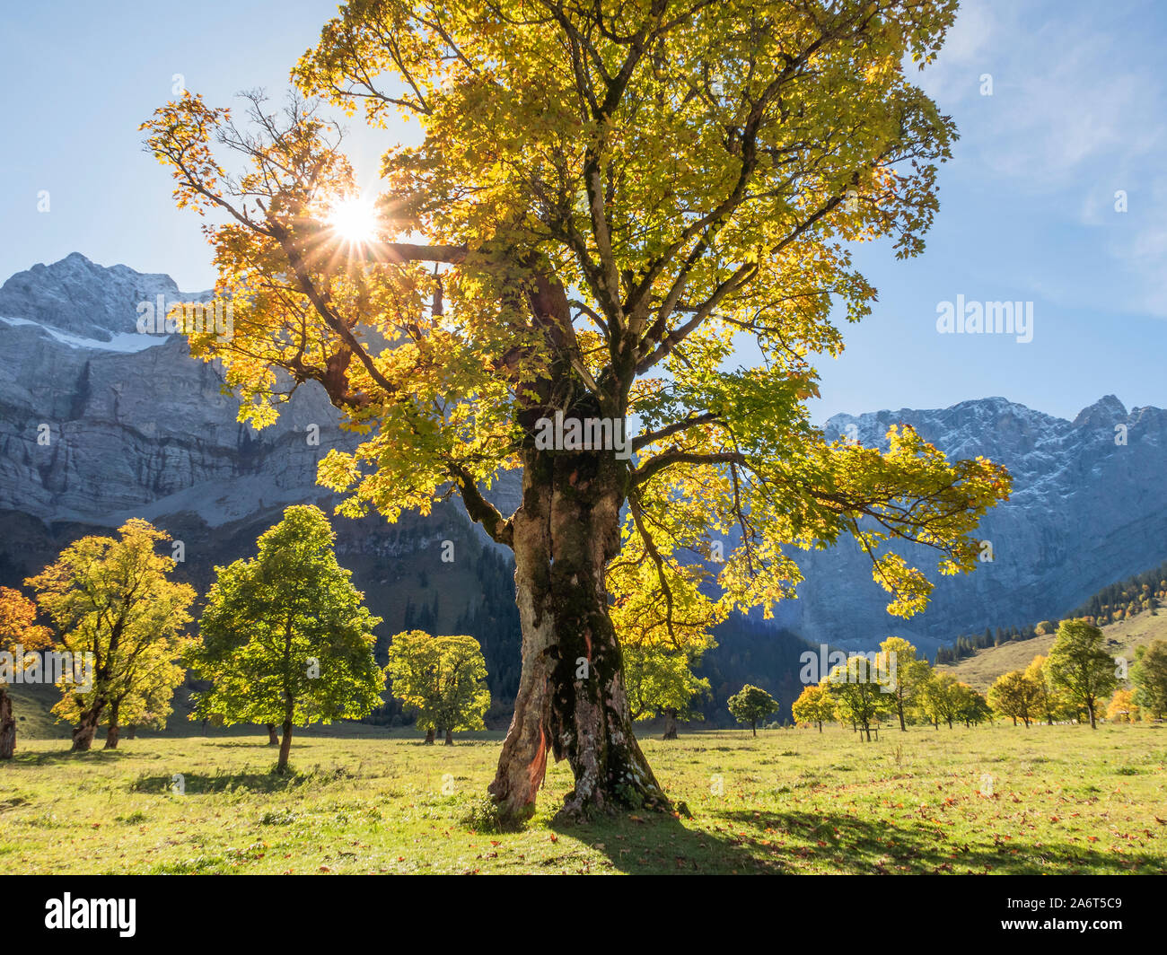 Gnarled, hundreds of years old ree with an autumn color change through the sunlight, from orange to yellow, at the Great Ahornboden, Austria Stock Photo