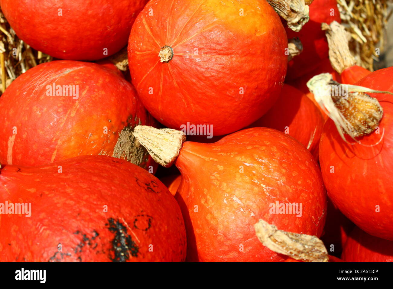 The picture shows many orange pumpkins Stock Photo