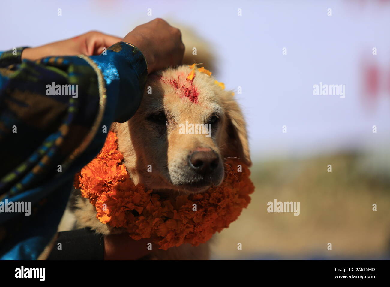 Kukur Tihar (dog festival) celebrate in Kathmandu during the Tihar festival in 27 Oct. 2019. Stock Photo