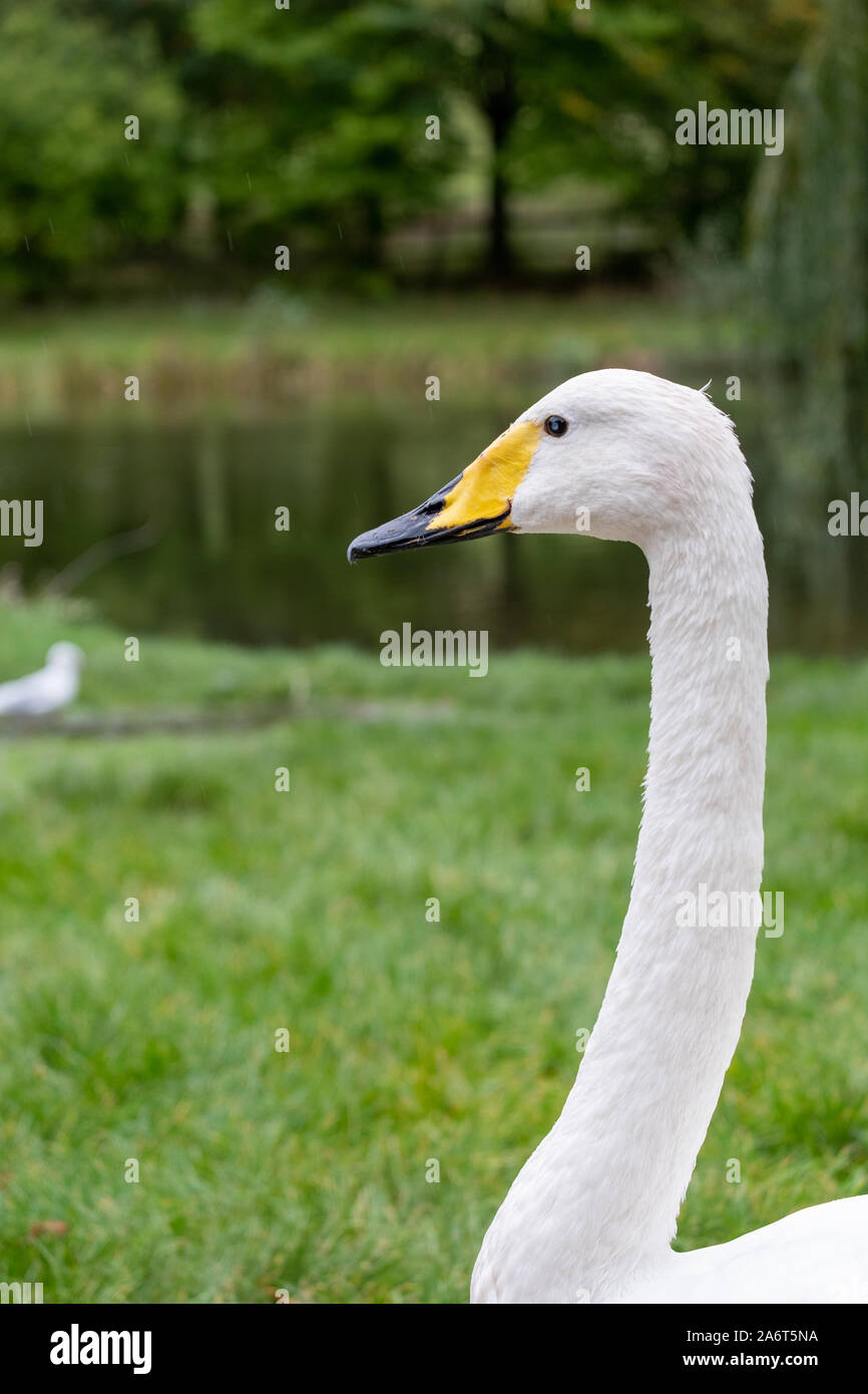 Head and neck of whooper swan, with black and yellow beak and white
