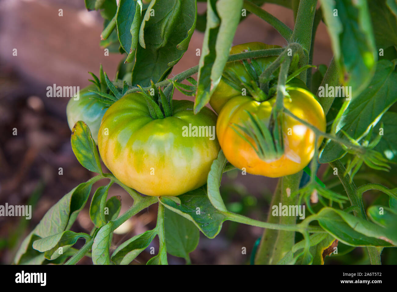 Tomate en planta hires stock photography and images Alamy