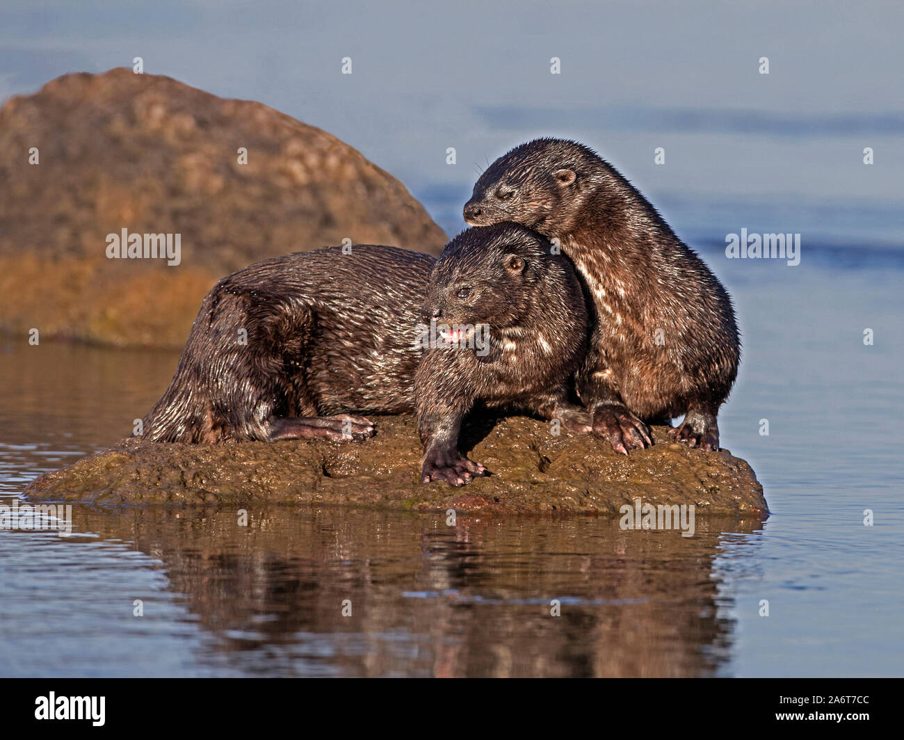 Paisr of spotted-necked otters on rock Stock Photo