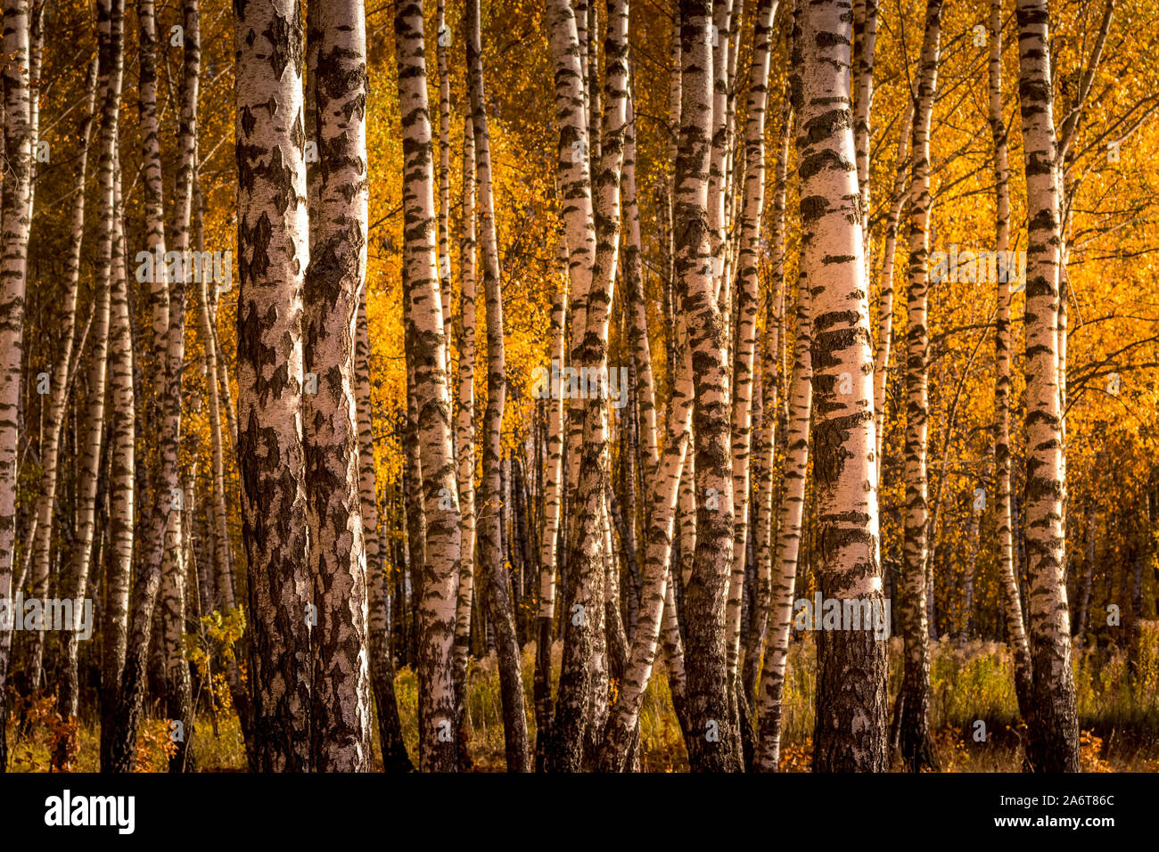 Yellow leaf fall in the birch forest in golden autumn. Landscape with ...