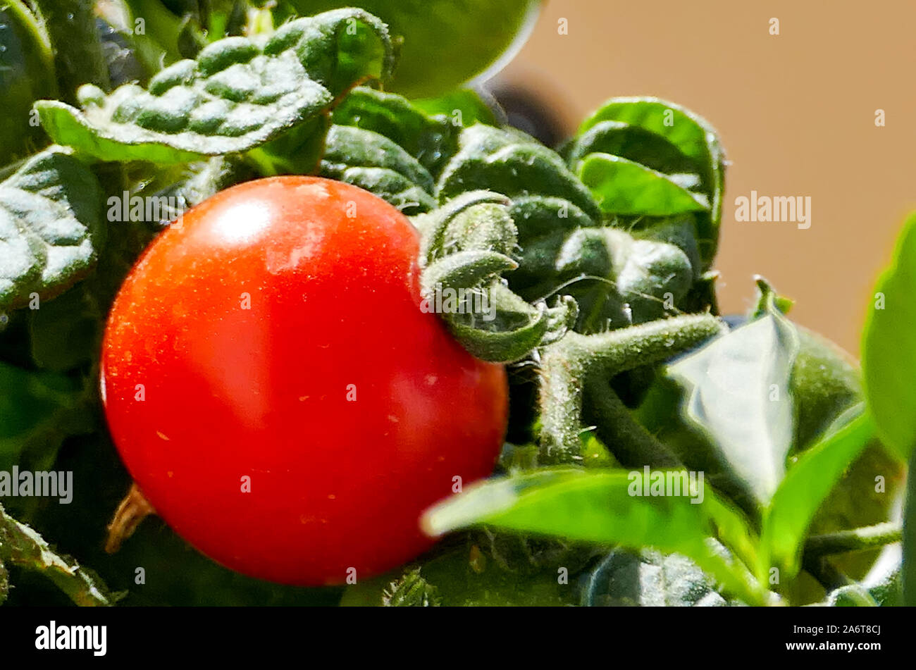 Close-up of green and red tomato plant Stock Photo - Alamy