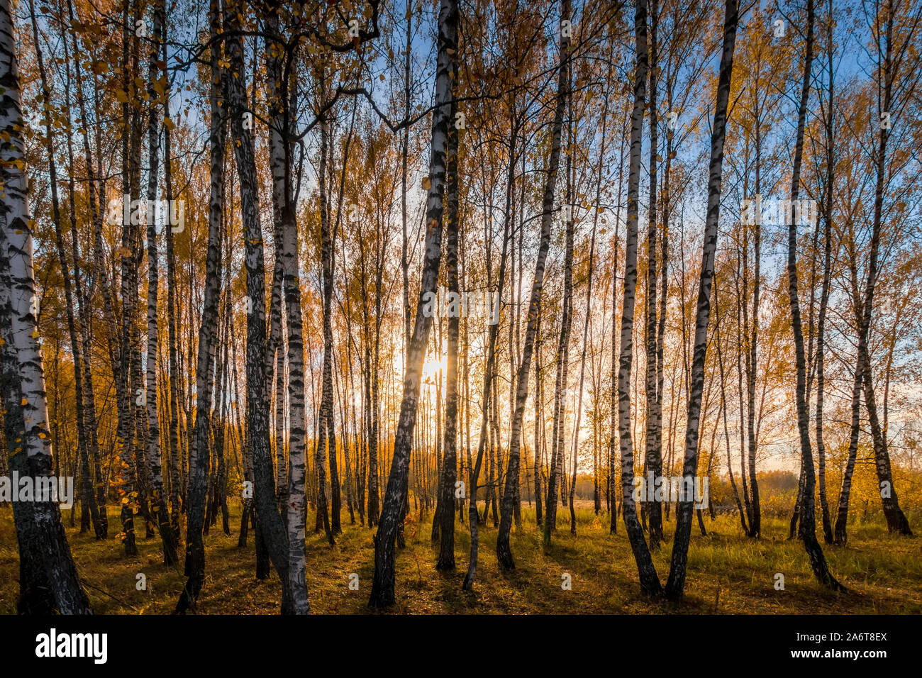 Yellow leaf fall in the birch forest in golden autumn on sunset ...
