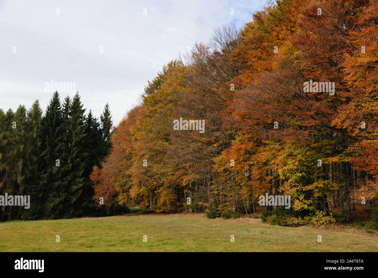 Wald im Herbst/Forest in the autumn Stock Photo