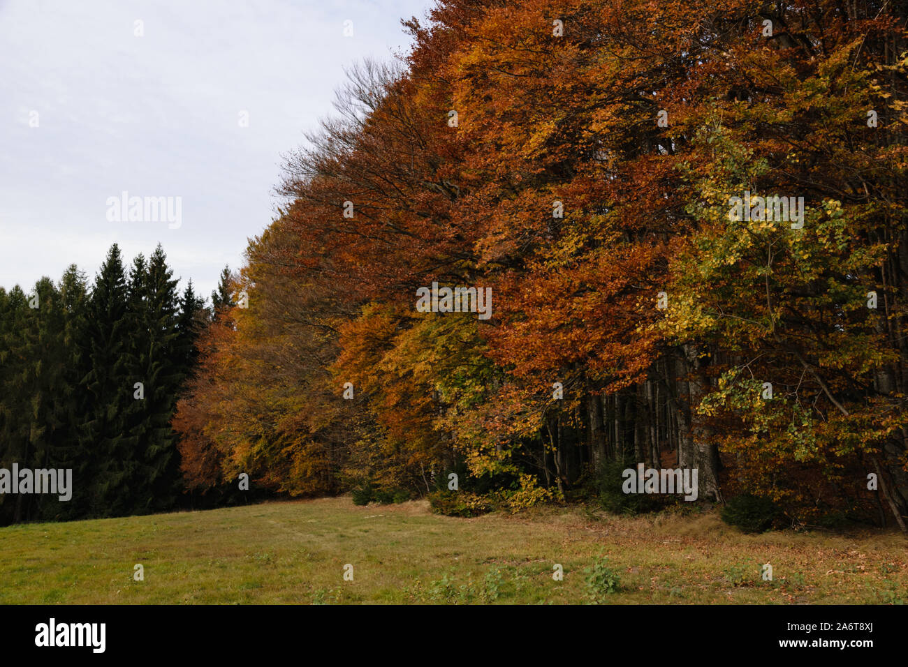 Wald im Herbst/Forest in the autumn Stock Photo