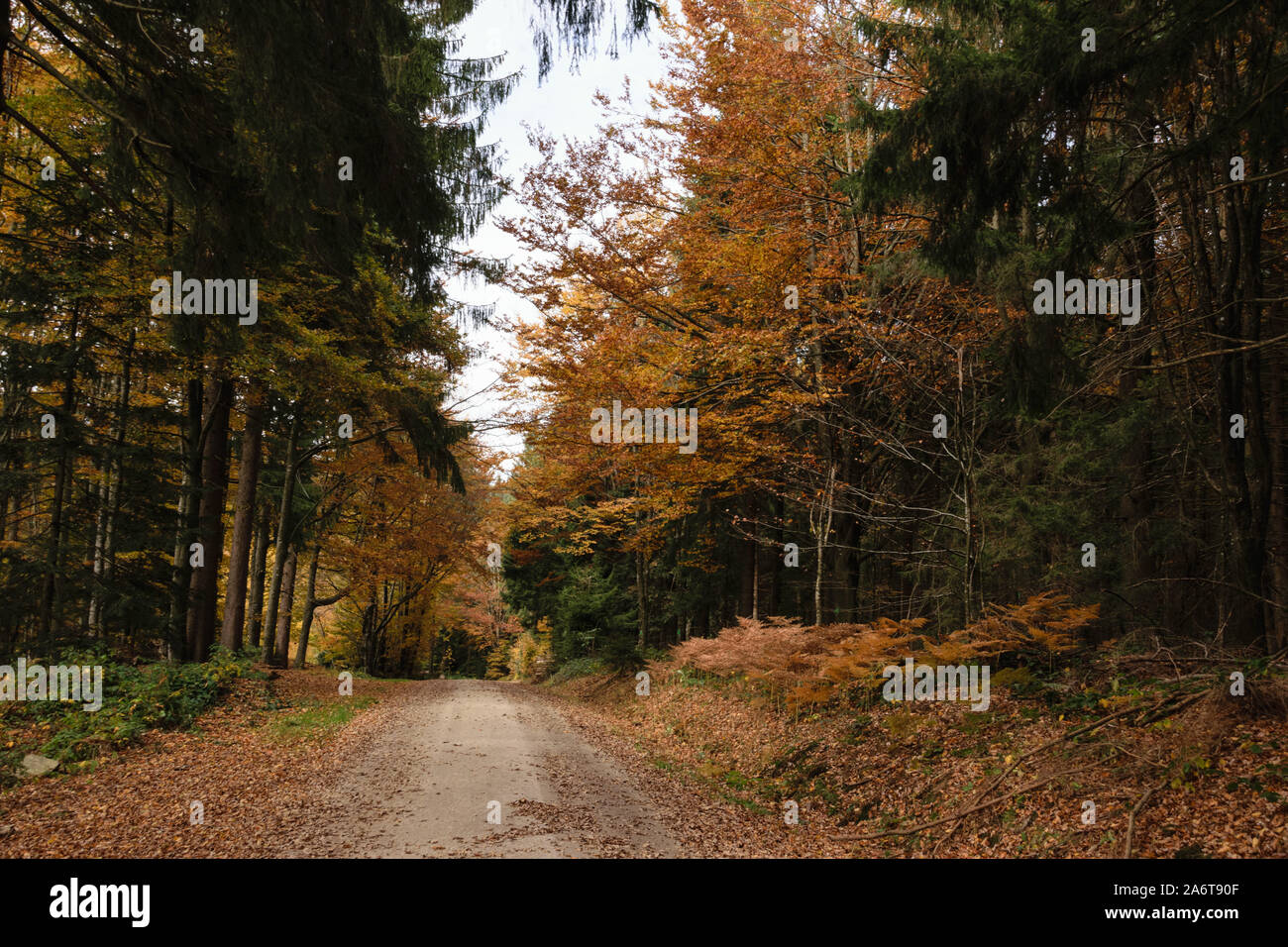 Weg in wald hi-res stock photography and images - Alamy