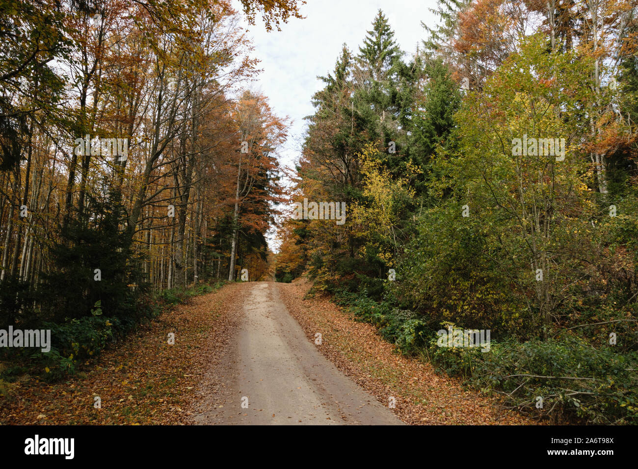 Herbst weg wald hi-res stock photography and images - Alamy