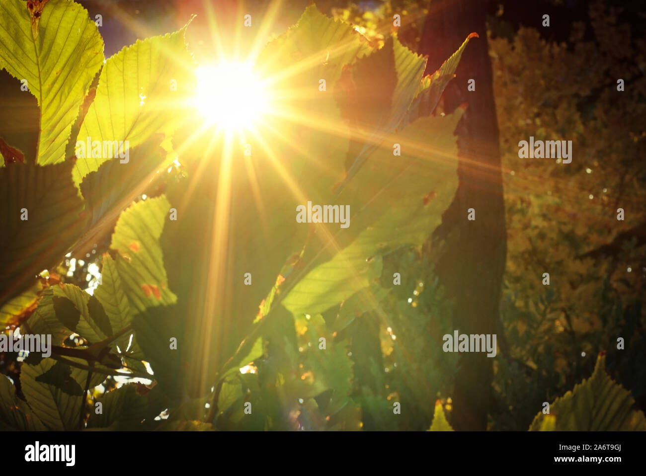 Park with golden sun rays hi-res stock photography and images - Alamy