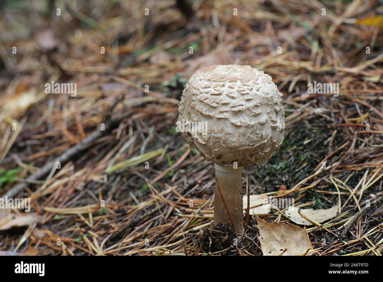 Chlorophyllum olivieri, formerly Macrolepiota olivieri, known as Shaggy Parasol, wild edible mushroom from Finland Stock Photo