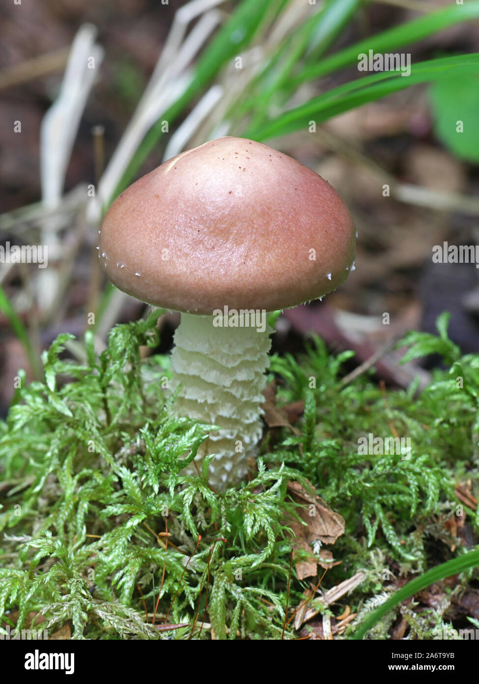 Stropharia hornemannii, known as luxuriant ringstalk, Conifer Roundhead and lacerated stropharia, wild mushroom from Finland Stock Photo